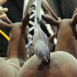 Meet your Posher, Fred